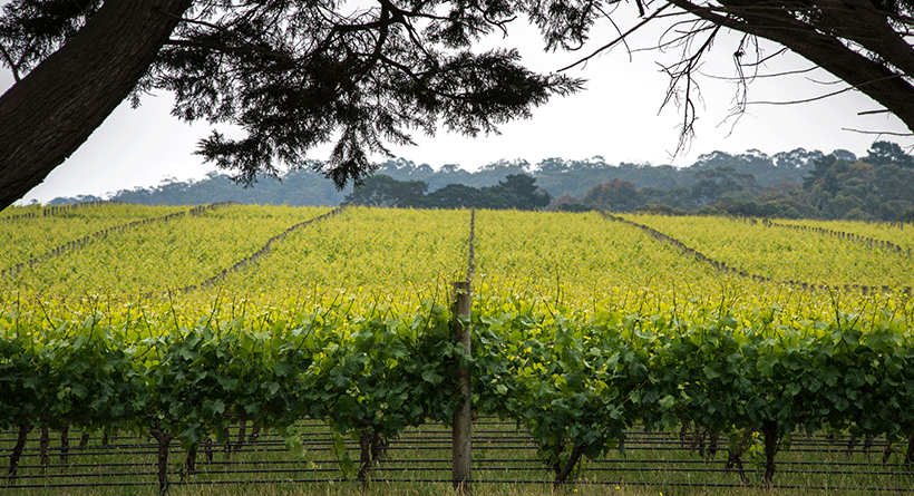 Dromana Estate Vineyard